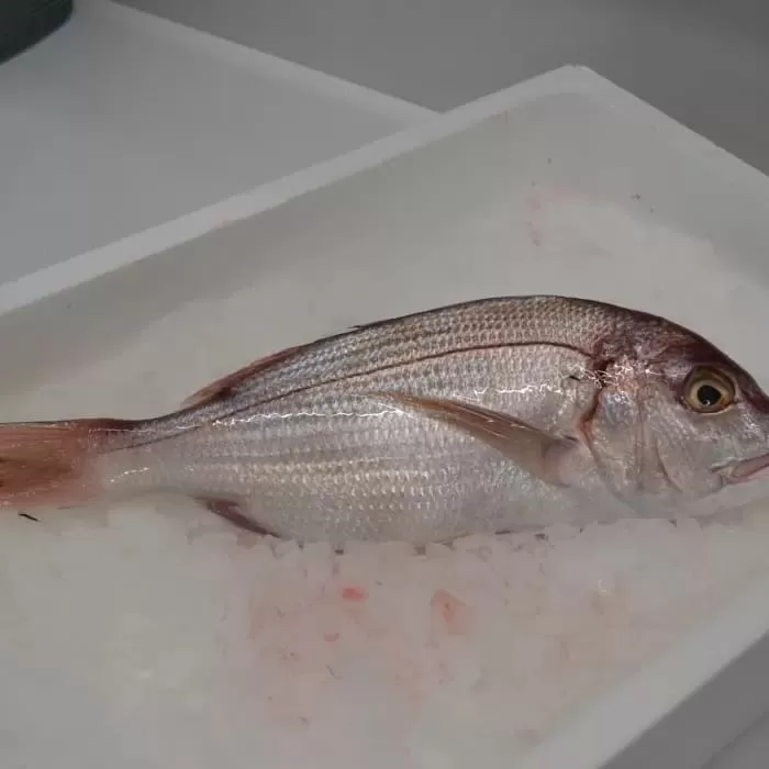 Pesce fresco all'ingrosso per l'Emilia Romagna